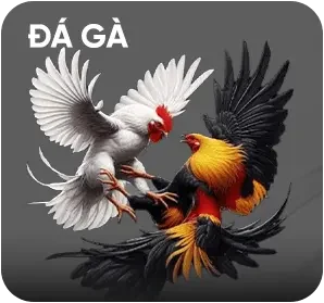 đá gà kkwin